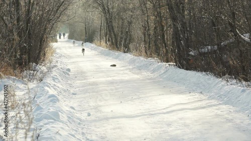 Wallpaper Mural greyhound dogs run after a hare Torontodigital.ca