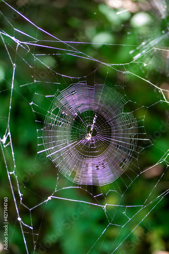 glistening spider web in the woods with a beautiful pattern in nature