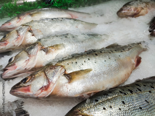 Fresh sea bass on the market close up.