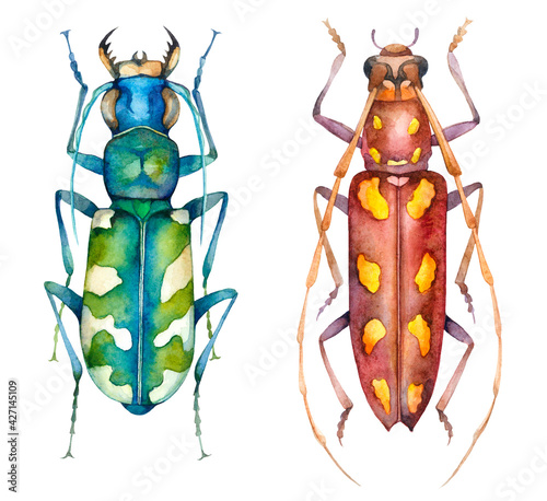 Watercolor colorful beetles, animal bugs. Hand painted insect illustration isolated on white background. © Екатерина Роменская