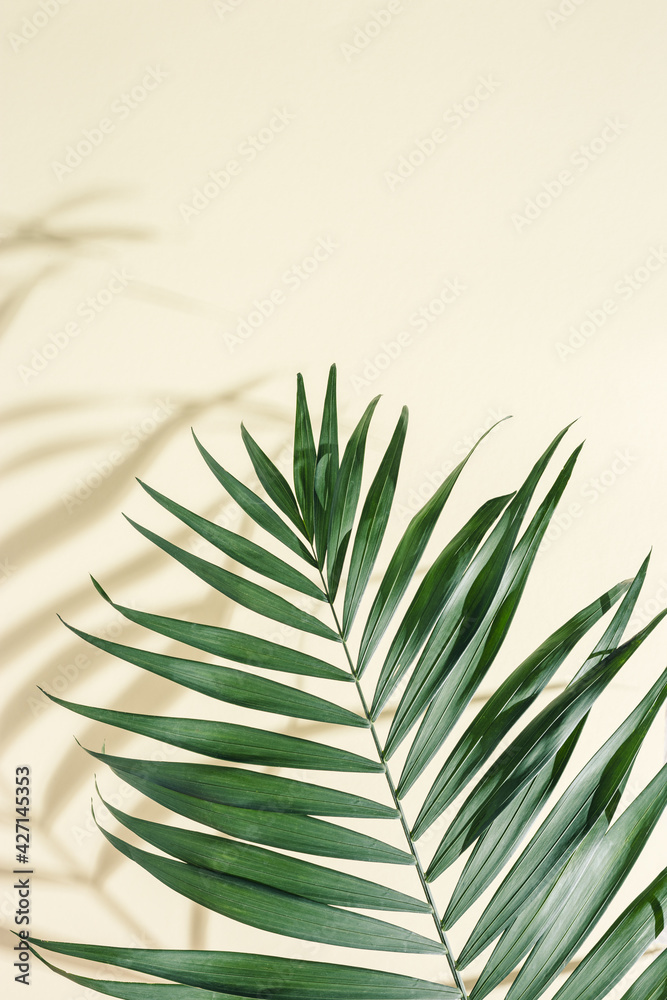 Fototapeta premium Summer minimal background with natural green palm leaves with sun shadows. Pastel colored aesthetic photo with palm plant.