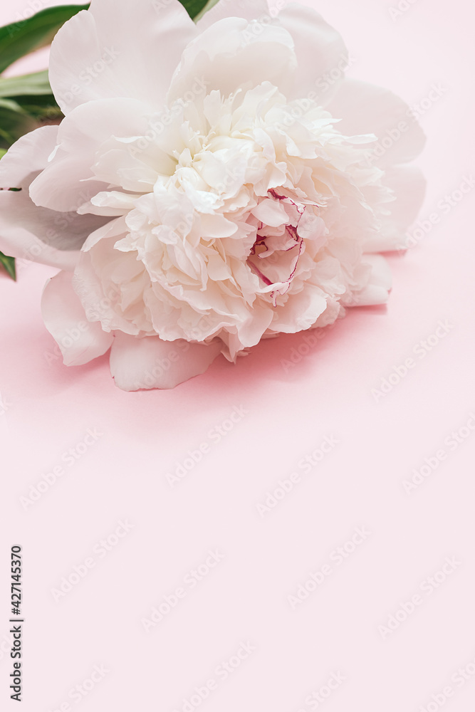 White peony flower on pink background. Summer blossoming delicate peony, seasonal floral design card