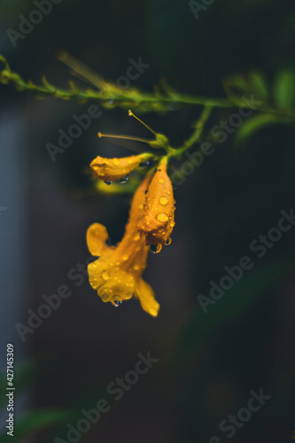 butterfly on a flower in the jungle