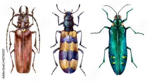 Watercolor set of colorful beetles, animal bugs. Hand painted insect illustration isolated on white background. © Екатерина Роменская