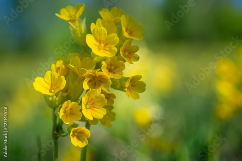 Yellow spring wildflower on a green meadow. Primula flower close-up.