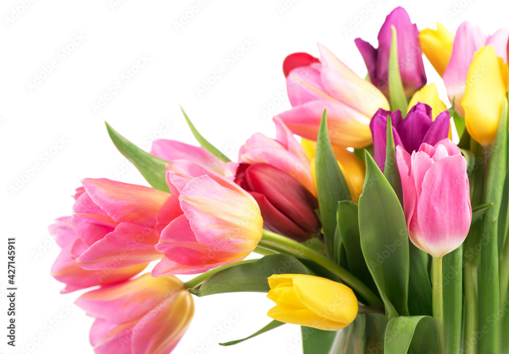 Many beautiful colorful tulips with leaves in a glass vase isolated on transparent background. Horizontal photo with fresh spring flowers for any festive design