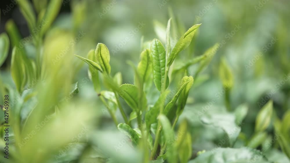 茶畑 茶畑