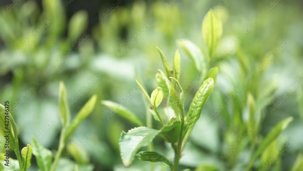 茶畑 茶畑