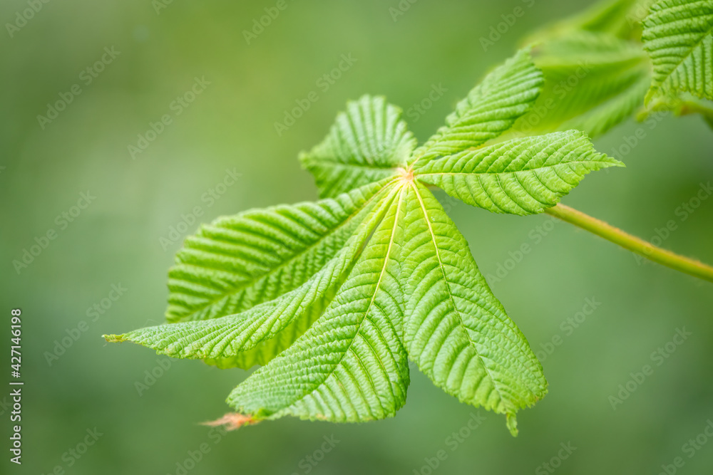 Green Chestnut Leaves in beautiful light. Spring season, spring colors. Green Chestnut Leaves in beautiful light. Spring season, spring colors.