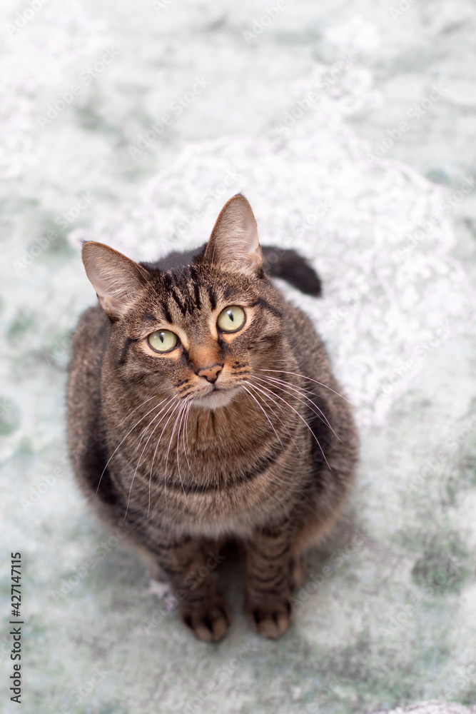 Fat handsome cat. Large purebred cat. Big beautiful striped cat Fat handsome cat. Large purebred cat. Big beautiful striped cat