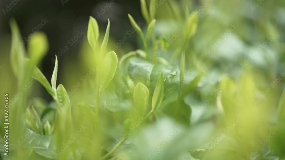 茶畑 茶畑