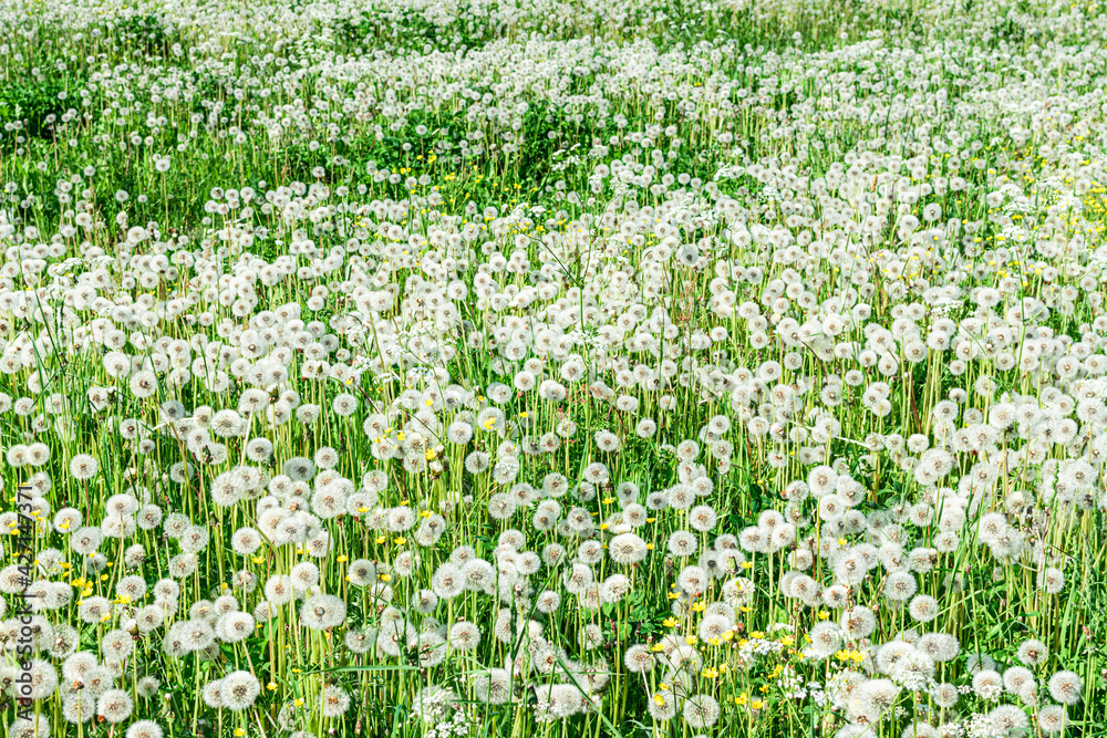 Big field with white fluffy dandelions and fresh green grass. Summer spring natural landscape. Big field with white fluffy dandelions and fresh green grass. Summer spring natural landscape.