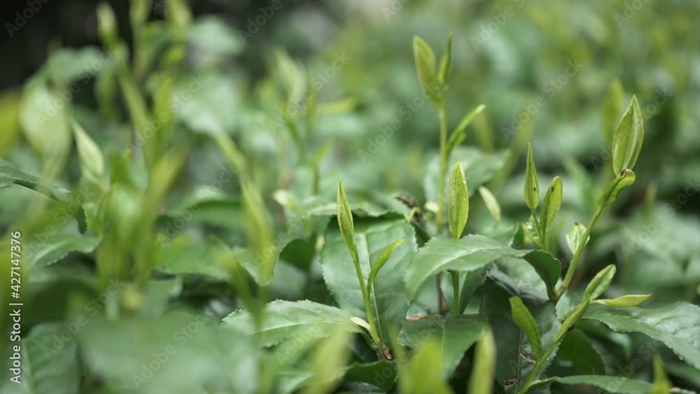茶畑