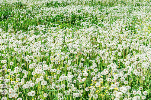 Big field with white fluffy dandelions and fresh green grass. Summer spring natural landscape.