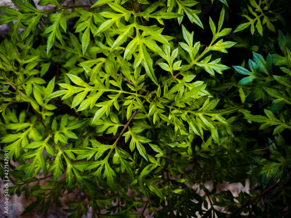Leaves background texture of kenikir plants. Leaves background texture of kenikir plants.