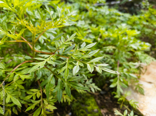 Kenikir leaves, tropical plants that are easy to grow, usually processed as a traditional Asian food salad. © Rulli