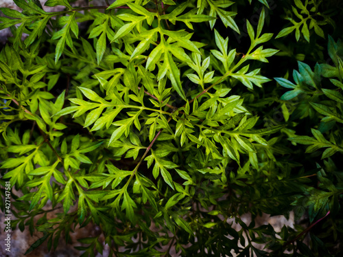 Leaves background texture of kenikir plants.