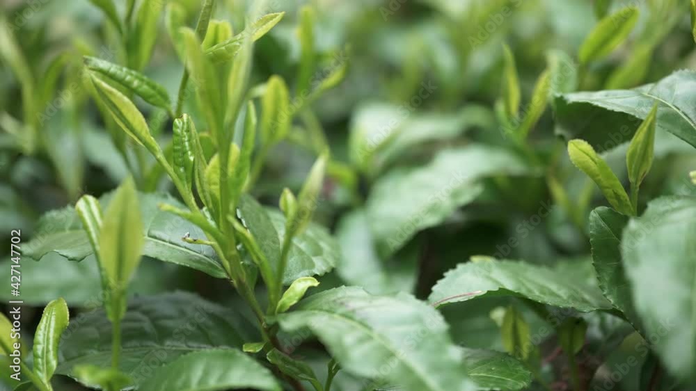 茶畑 茶畑