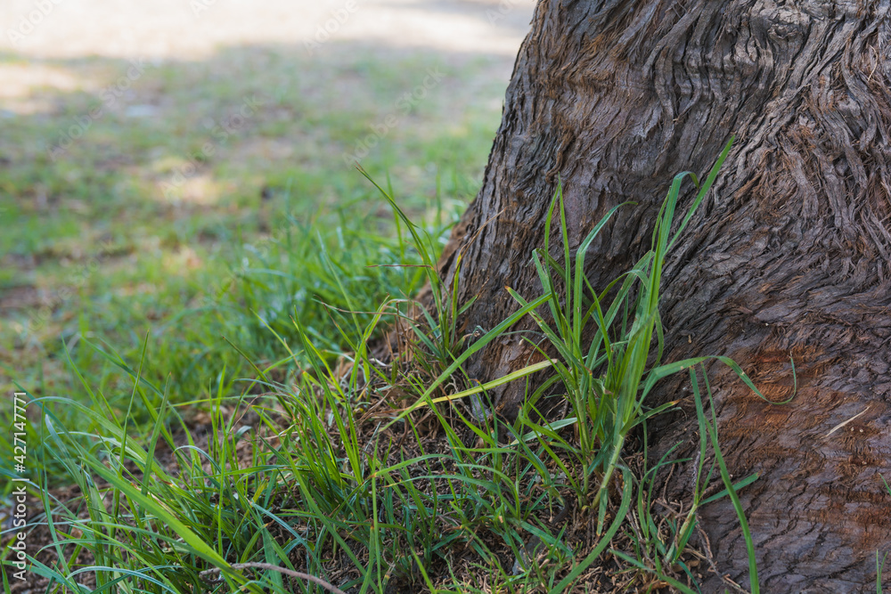 Green grass next to a tree in the middle of the forest, the brown texture of the trunk is in the foreground