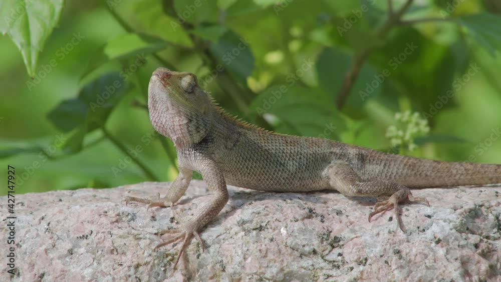 Wildlife close up side view changeable lizard on the rock stone in forest. Wildlife close up side view changeable lizard on the rock stone in forest.