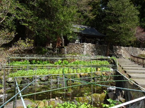 Fototapeta Naklejka Na Ścianę i Meble -  大滝神社