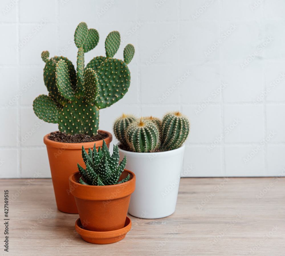 Cactuses and succulent plant in pots on the table Cactuses and succulent plant in pots on the table