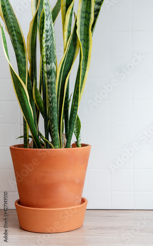Pot with sanseveria on the table photo