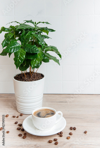 Sprouts of coffee plant tree in a pot, cup of coffee and roasted coffee beans © Olena Rudo