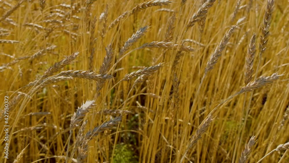 Wheat field. View of ripening wheat field at summer day with blue sky. Ears of wheat swaying from the gentle wind. Golden ears close-up. Agriculture, harvest and harvesting concept. Wheat field. View of ripening wheat field at summer day with blue sky. Ears of wheat swaying from the gentle wind. Golden ears close-up. Agriculture, harvest and harvesting concept.