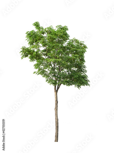 A separate tree on a white background, a collection of tree.