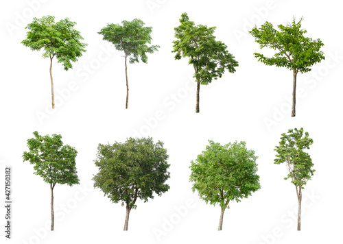 eight tree on a white background  a collection of trees cutting paths.