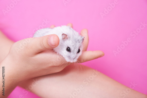 Baby hand of a little girl holding a Dzungarian hamster on the palm of her hand on a pink background