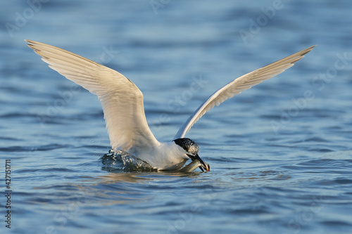Wallpaper Mural Sandwich tern (Thalasseus sandvicensis) Torontodigital.ca