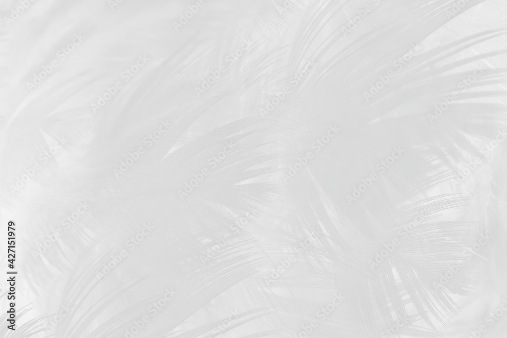 white feather wooly pattern texture background white feather wooly pattern texture background