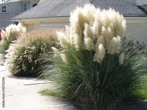Pampas Grass, ornamental grasses, in full bloom, tall, white plumes
 photo