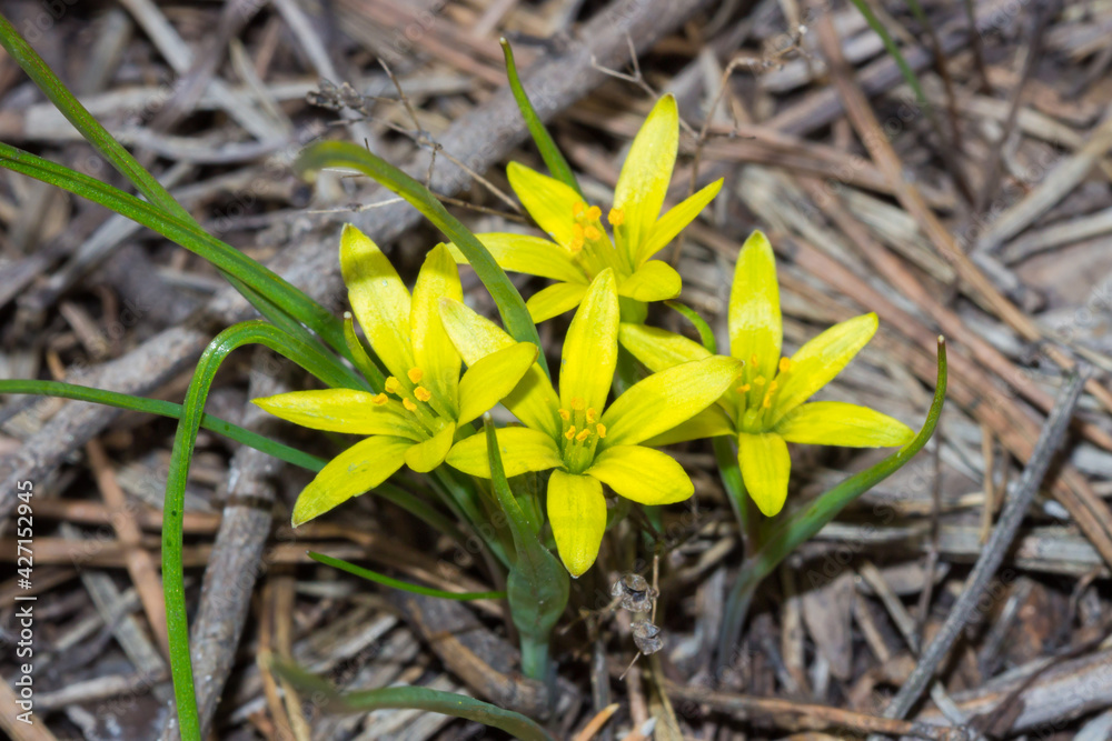 The yellow star-of-Bethlehem (lat. Gagea lutea), and a honey-bee of the family Apidae. The yellow star-of-Bethlehem (lat. Gagea lutea), and a honey-bee of the family Apidae.