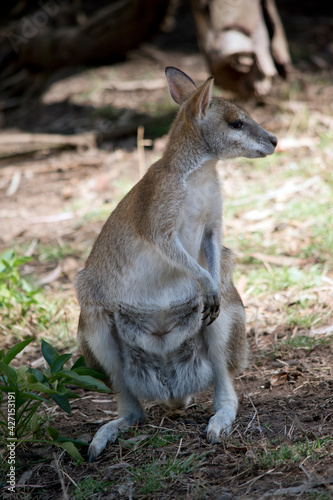 the agile wallaby is standing on its hind legs