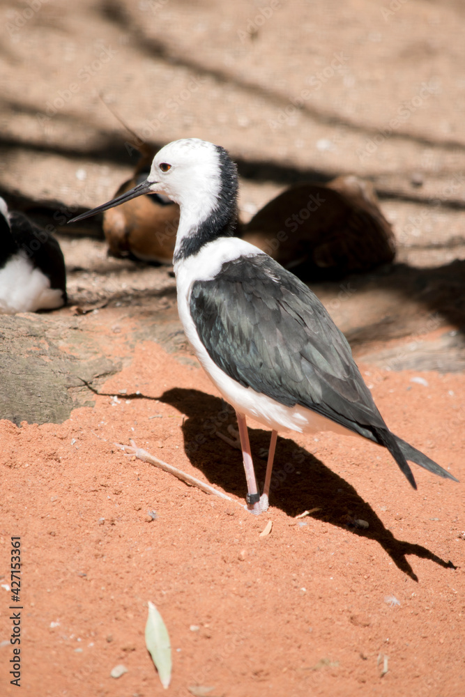 the black winged stilt is a black and white seabird the black winged stilt is a black and white seabird