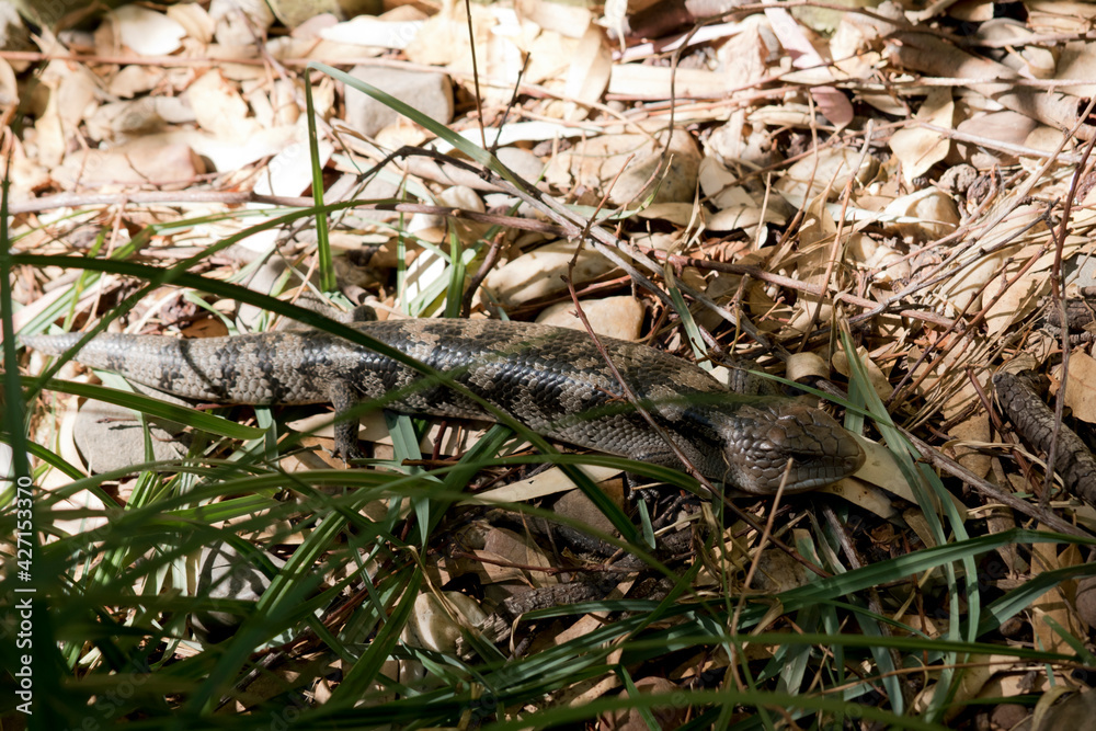 the blue tongue lizard is grey and black the blue tongue lizard is grey and black