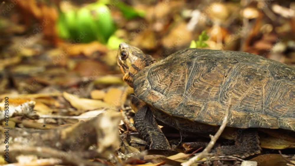 Wild turtle crawling on dry leaves ground, exploring environment close up Wild turtle crawling on dry leaves ground, exploring environment close up