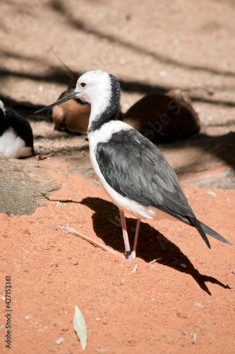 the black winged stilt is a black and white seabird