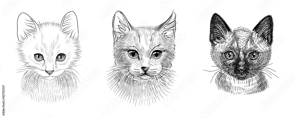 A set of illustrations of the head of a cat or a kitten. Black and white sketch with a handwritten pen.