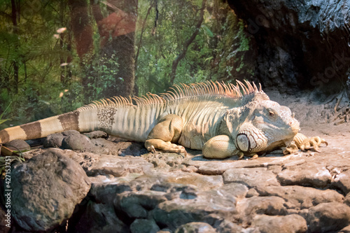 this is a large green iguana