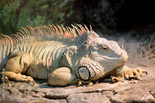 this is a close up of a large green iguana