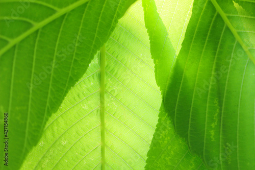 背景_バック_テクスチャ_259_エコ