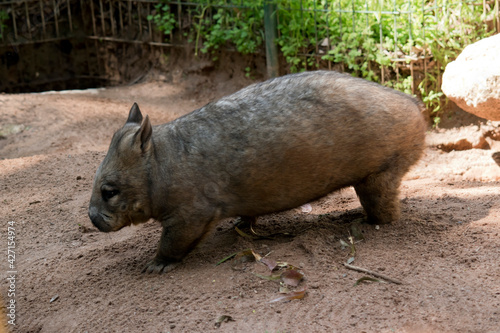 this is a side view of ahairy nosed wombat
