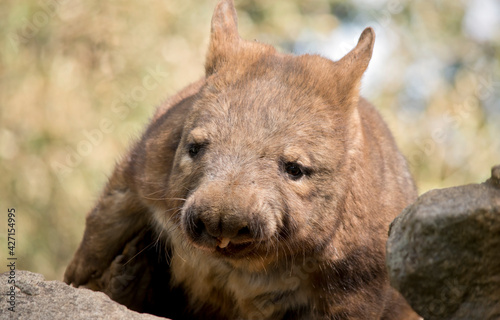 the hairy nosed wombat is grey and brown with whiskers