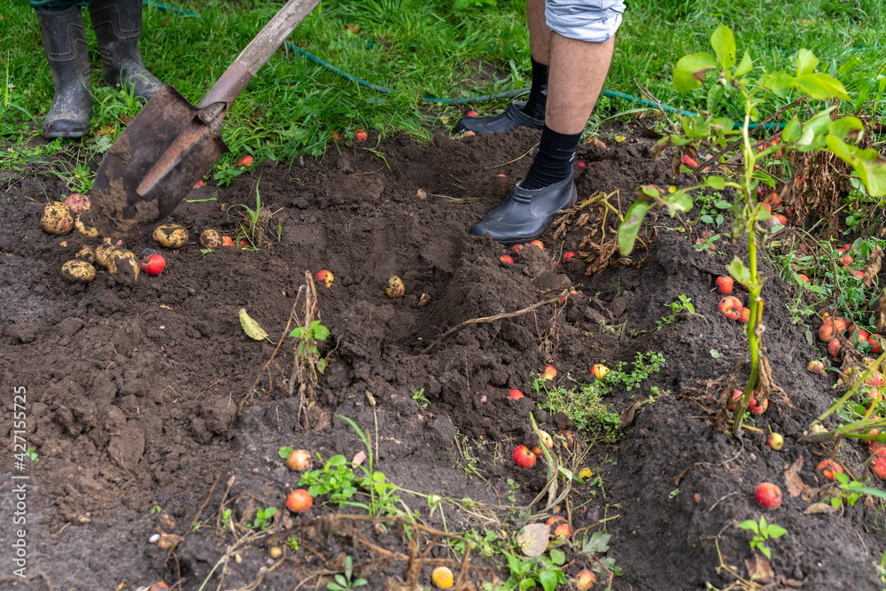 Fototapeta premium Harvesting Potatoes. Fresh Potatoes Dig From Ground With Spade.
