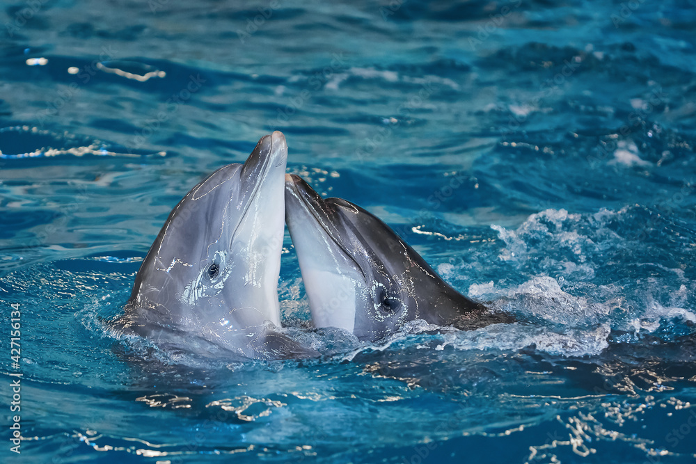Fototapeta premium Dolphins swim in the pool of the dolphinarium