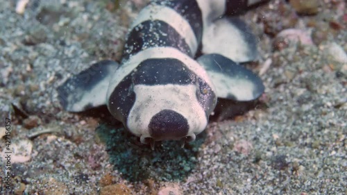 Portrait newborn baby cat shark coral catshark Atelomycterus marmoratus on the sea sand in Lembeh strait Indonesia. Wildlife of the underwater spaces.